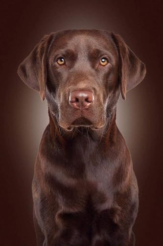2000 Teile Puzzle Schokoladenfarbe Labrador Hund DIY Kunsthandwerk Für Zuhause Wanddekoration Geschenke Puzzle Spiel Spielzeug 70x100CM von EZMLFA