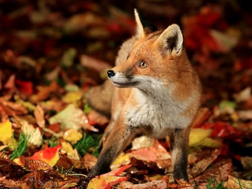 2000 Teile Puzzle für Erwachsene und Kinder ab 12 Jahren - Fuchs, GO, goes 70x100CM von EZMLFA