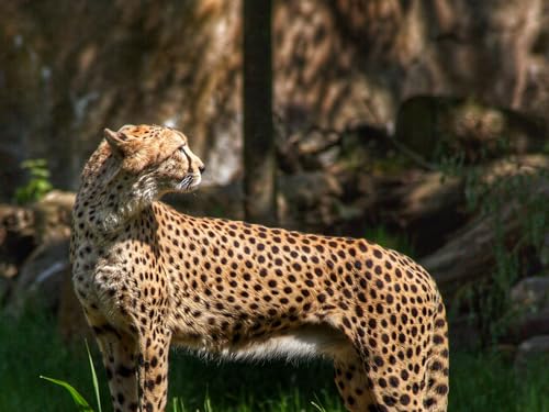 2000 Teile Puzzle für Erwachsene und Kinder ab 12 Jahren - Gepard, Raubtier, Tier 70x100CM von EZMLFA