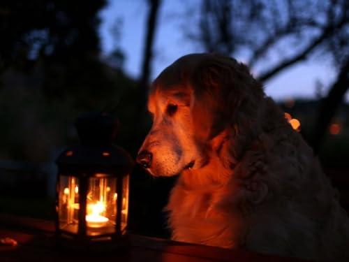 2000 Teile Puzzle für Erwachsene und Kinder ab 12 Jahren – Hund, Laterne, Licht 70x100CM von EZMLFA