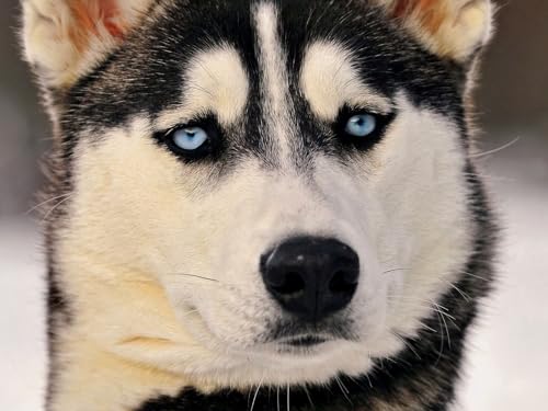 2000 Teile Puzzle für Erwachsene und Kinder ab 12 Jahren - Husky, Hund, Gesicht 70x100CM von EZMLFA