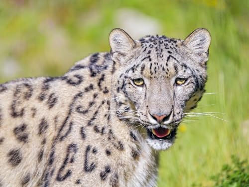 2000 Teile Puzzle für Erwachsene und Kinder ab 12 Jahren - Irbis, Schnee, Leopard, Ansicht 70x100CM 2000 Teile Puzzle für Erwachsene und Kinder ab 12 Jahren - Irbis, Schnee, Leopard, Ansicht 70x100CM von EZMLFA