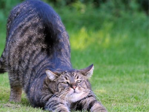 2000-Teile-Puzzle für Erwachsene und Kinder ab 12 Jahren – Katze, Stretch, Baby 70x100CM von EZMLFA