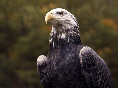 2000 Teile Puzzle für Erwachsene und Kinder ab 12 Jahren – Weißkopfseeadler, Adler, Vogel 70x100CM von EZMLFA