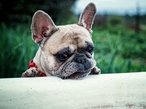 2000 Teile Puzzle für Erwachsene und Kinder ab 14 Jahren Französisch, Bulldogge, Hund, Maulkorb 70x100CM 2000 Teile Puzzle für Erwachsene und Kinder ab 14 Jahren Französisch, Bulldogge, Hund, Maulkorb 70x100CM von EZMLFA