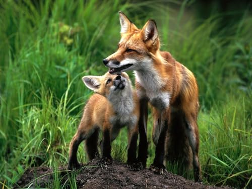 2000 Teile Puzzle für Erwachsene und Kinder ab 14 Jahren - Fuchs, Paar, Baby 70x100CM von EZMLFA