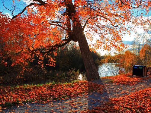 2000 Teile Puzzle für Erwachsene und Kinder ab 14 Jahren - Herbst, Park, Fluss 52x38cm 70x100CM von EZMLFA