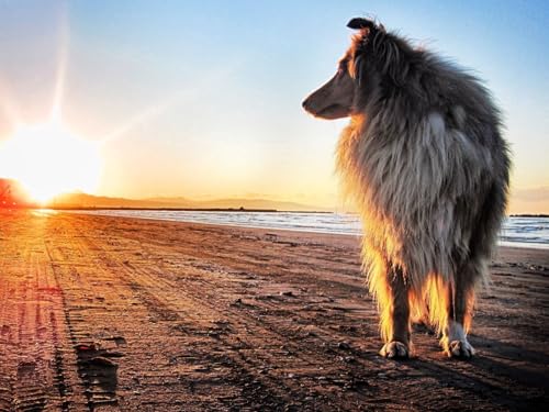 2000 Teile Puzzle für Erwachsene und Kinder ab 14 Jahren Hund, Collie, Sonne 70x100CM von EZMLFA