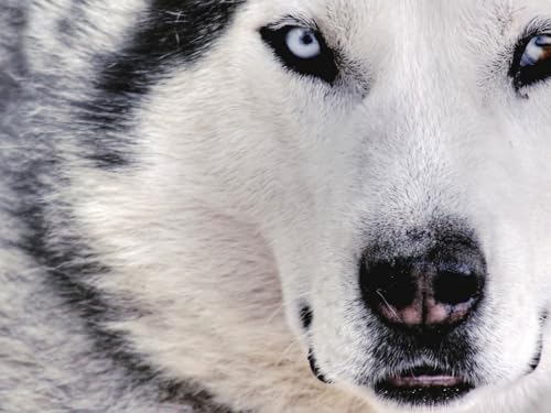 2000 Teile Puzzle für Erwachsene und Kinder ab 14 Jahren - Husky, Hund, Gesicht 70x100CM von EZMLFA