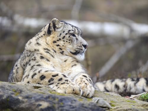 2000 Teile Puzzle für Erwachsene und Kinder ab 14 Jahren - Irbis, Raubtier, Wildtiere 70x100CM von EZMLFA