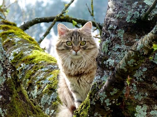 2000 Teile Puzzle für Erwachsene und Kinder ab 14 Jahren – Katze, Baum, Gras 70x100CM von EZMLFA