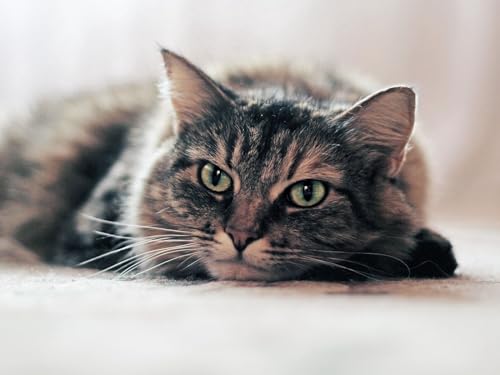 2000 Teile Puzzle für Erwachsene und Kinder ab 14 Jahren - Katze, Gesicht, Lüge 70x100CM von EZMLFA
