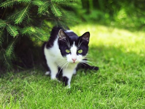 2000 Teile Puzzle für Erwachsene und Kinder ab 14 Jahren – Katze, Gras, Klettern 70x100CM von EZMLFA