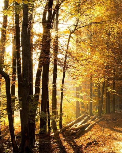 2000 Teile Puzzle für Erwachsene und Kinder ab 14 Jahren – Wald, Bäume, Sonnenlicht 70x100CM von EZMLFA