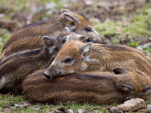 2000 Teile Puzzle für Erwachsene und Kinder ab 14 Jahren Wildschwein, Jungtier, Gras 70x100CM von EZMLFA