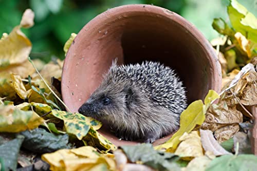 2000 stück Hedgehog Blätter Herbst Erwachsene Dekompression Kinder Spaß Puzzle Mode Kreative Halloween 70x 100CM von EZMLFA