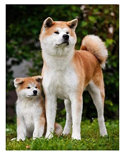 2000-teiliges Puzzle Akita-Hunde-Poster für Erwachsene und Kinder, Spielzeug, Lernspiel, Gt228Cx, 70 x 100 cm 2000-teiliges Puzzle Akita-Hunde-Poster für Erwachsene und Kinder, Spielzeug, Lernspiel, Gt228Cx, 70 x 100 cm von EZMLFA