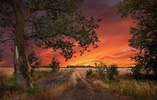 2000-teiliges Puzzle für Erwachsene, Spaß für die ganze Familie, Puzzle 2000 Teile, Geschenke für Männer, Naturlandschaft, Straße, Feld, Sonnenuntergang, 70 x 100 cm von EZMLFA