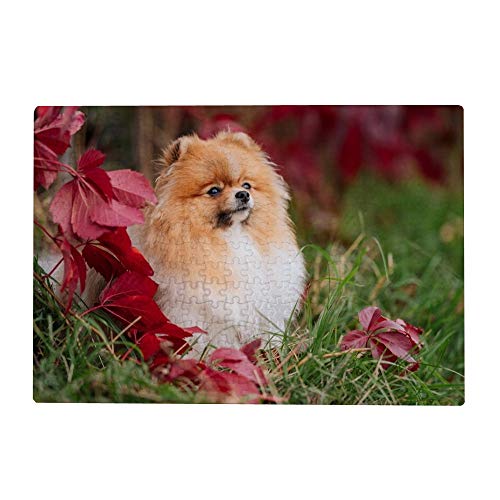 2000-teiliges Puzzle für Erwachsene – Deutscher Spitz, 70 x 100 cm von EZMLFA