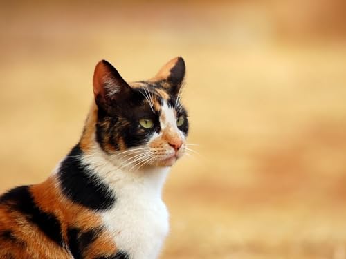 2000-teiliges Puzzle für Kinder ab 12 Jahren, Katze, gefleckt, Augen 70x100CM von EZMLFA