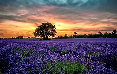 3D-Puzzle, 1000 Teile, Naturschönheit, Sonnenuntergang, Blumen, Lavendel, Felder, 50 x 70 cm 3D-Puzzle, 1000 Teile, Naturschönheit, Sonnenuntergang, Blumen, Lavendel, Felder, 50 x 70 cm von EZMLFA