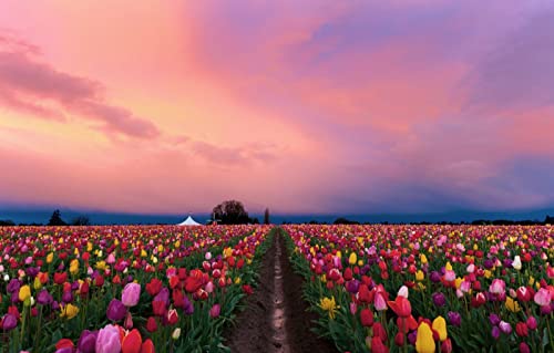 3D-Puzzle 1000 Teile Naturschönheit, Blumen, Tulpen, Plantagen, Tulpenfelder 50x70CM 3D-Puzzle 1000 Teile Naturschönheit, Blumen, Tulpen, Plantagen, Tulpenfelder 50x70CM von EZMLFA