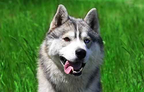 3D Puzzle 2000 Teile Hund Husky 70x100CM von EZMLFA