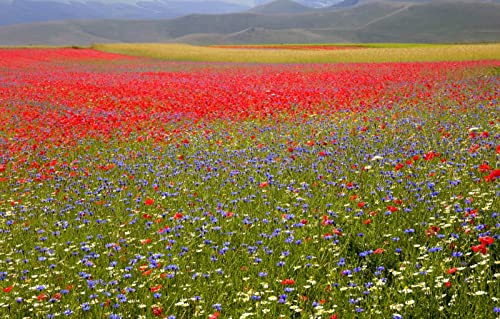 3D Puzzle 2000 Teile Natürliche Schönheit, Blumen, Kamille, Kornblume 70x100CM von EZMLFA