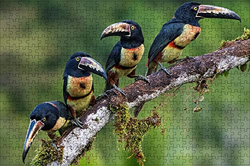 3D Puzzle Hell 1000 Teile Tier Vogel Tukan Kragen Aracari Zweig Vier Geburtstagsgeschenk 50x70CM von EZMLFA