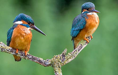 3D Puzzle Kinder 1000 Teile Vogelfeder-Eisvogel 50x70CM 3D Puzzle Kinder 1000 Teile Vogelfeder-Eisvogel 50x70CM von EZMLFA
