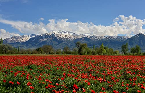 3D-Puzzle für Erwachsene, 1000 Teile, Naturschönheit, Blumen, Türkei, Mohn, Felder, 50 x 70 cm von EZMLFA