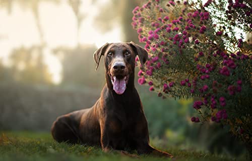 3D Puzzle für Erwachsene 2000 Teile Hund 70x100CM 3D Puzzle für Erwachsene 2000 Teile Hund 70x100CM von EZMLFA