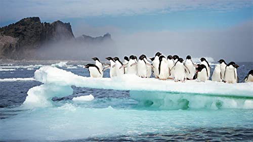 Adeliepinguine auf den Persecheninseln, Antarktis, Puzzle 1000 Teile für Erwachsene und Kinder, 26 x 38 cm von EZMLFA