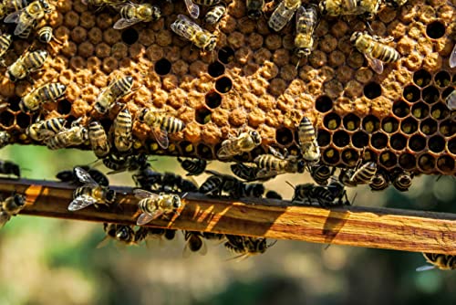 Bienen Puzzle 1000 Teile Tierwelt Puzzle mit hochwertiger Puzzleaufbewahrung: Kartonbox und wiederverschließbarer Beutel Puzzlemaße 50x70CM von EZMLFA
