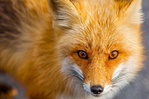 Buntes 2000-teiliges Puzzle für Erwachsene in Einer Box, kann als Wandbild oder Heimdekoration verwendet Werden – Rotfuchs in Nahaufnahme, 70 x 100 cm von EZMLFA