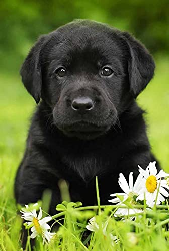 DIY 5D-Diamantmalerei-Komplettset, schwarzer Labrador-Welpe, Diamantmalerei, Stickerei, Basteln für Heimdekoration, Geschenke, Geburtstag, 40 x 50 cm, 70 x 100 cm DIY 5D-Diamantmalerei-Komplettset, schwarzer Labrador-Welpe, Diamantmalerei, Stickerei, Basteln für Heimdekoration, Geschenke, Geburtstag, 40 x 50 cm, 70 x 100 cm von EZMLFA