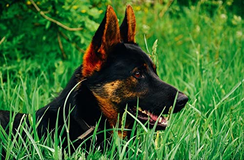 Deutscher Schäferhund im Gras Puzzle 1000 Teile Tierwelt Puzzle mit hochwertiger Puzzleaufbewahrung 50x70CM von EZMLFA