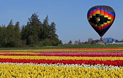 EIN unvergessliches Puzzle 1000 Teile, Naturschönheit, Tulpen 26x38CM EIN unvergessliches Puzzle 1000 Teile, Naturschönheit, Tulpen 26x38CM von EZMLFA