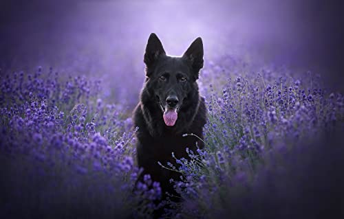 Erwachsene 3D Puzzle 1000 Teile Hund Deutscher Schäferhund 38x52CM Erwachsene 3D Puzzle 1000 Teile Hund Deutscher Schäferhund 38x52CM von EZMLFA