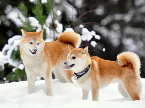 Erwachsenenpuzzle ab 14 Jahren, Akita, Inu, Hund, Schnee 50x70CM von EZMLFA