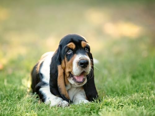 Erwachsenenpuzzle ab 14 Jahren, Basset, Hund, Welpe 26x38CM von EZMLFA