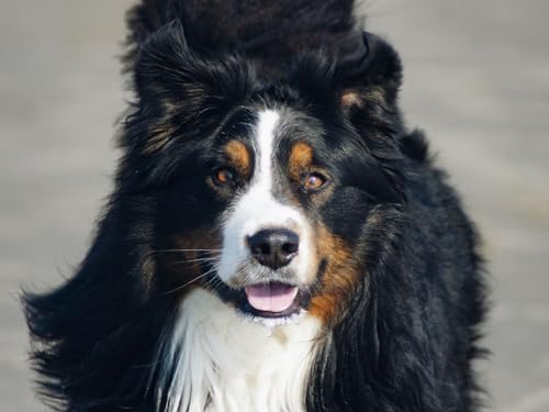 Erwachsenenpuzzle ab 14 Jahren, Berner Sennenhund, Hund, herausstehende Zunge, 26x38CM Erwachsenenpuzzle ab 14 Jahren, Berner Sennenhund, Hund, herausstehende Zunge, 26x38CM von EZMLFA