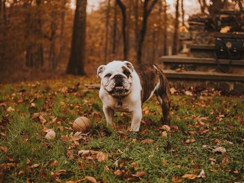 Erwachsenenpuzzle ab 14 Jahren, Bulldogge, Maulkorb, Ball 38x52CM Erwachsenenpuzzle ab 14 Jahren, Bulldogge, Maulkorb, Ball 38x52CM von EZMLFA