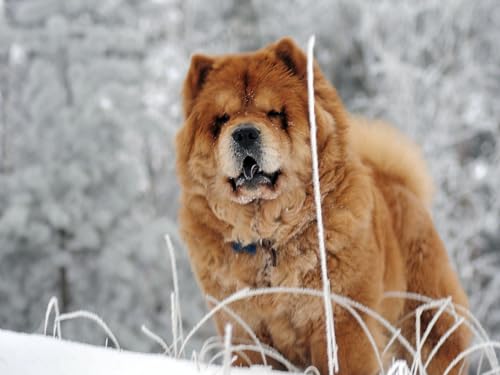 Erwachsenenpuzzle ab 14 Jahren, Chow, Chow-Chow, Hund, Gesicht 26x38CM von EZMLFA