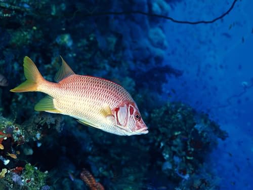 Erwachsenenpuzzle ab 14 Jahren, Fische, Unterwasser, Schwimmen 26x38CM von EZMLFA