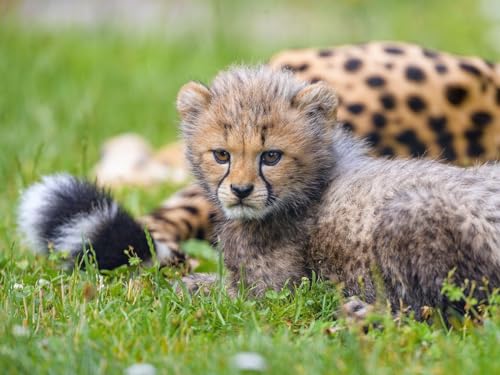 Erwachsenenpuzzle ab 14 Jahren, Gepard, Tier, Jungtier 26x38CM von EZMLFA