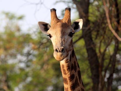 Erwachsenenpuzzle ab 14 Jahren, Giraffe, Tier, Afrika 70x100CM von EZMLFA