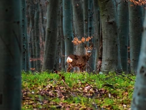 Erwachsenenpuzzle ab 14 Jahren, Hirsch, Tier, Wald 50x70CM von EZMLFA