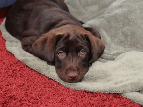 Erwachsenenpuzzle ab 14 Jahren, Hund, Haustier, Tier 38x52CM von EZMLFA