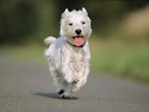 Erwachsenenpuzzle ab 14 Jahren, Hund, Laufen, Asphalt 50x70CM Erwachsenenpuzzle ab 14 Jahren, Hund, Laufen, Asphalt 50x70CM von EZMLFA
